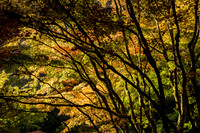 Portland Japanese Garden, Portland, OR