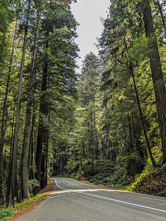 Jedediah Smith Redwoods State Park