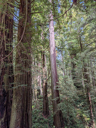 Jedediah Smith Redwoods State Park