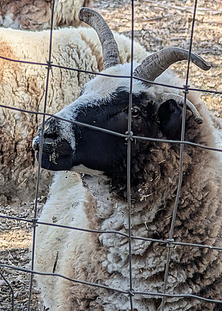 Jacob Sheep