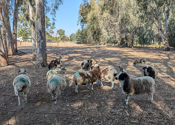 Jacob Sheep
