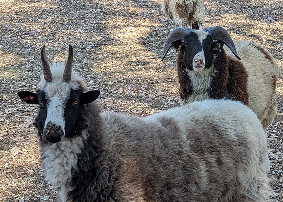 Jacob Sheep