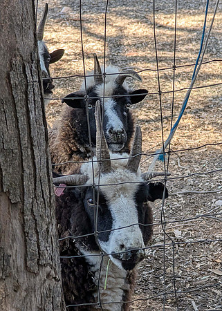 Jacob Sheep