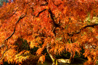 Portland Japanese Garden, Portland, OR